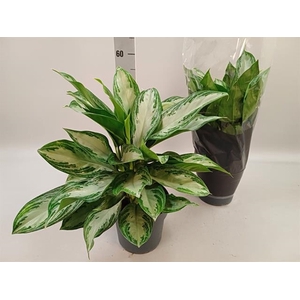 Aglaonema Silver bay 21Ø 50cm 3pp