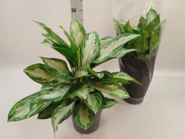 Aglaonema Silver bay 21Ø 50cm 3pp