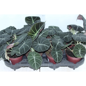 ALOCASIA BLACK P12
