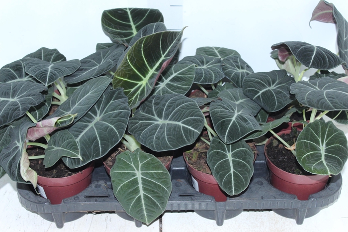 ALOCASIA BLACK P12