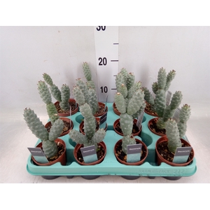 Tephrocactus articulatus