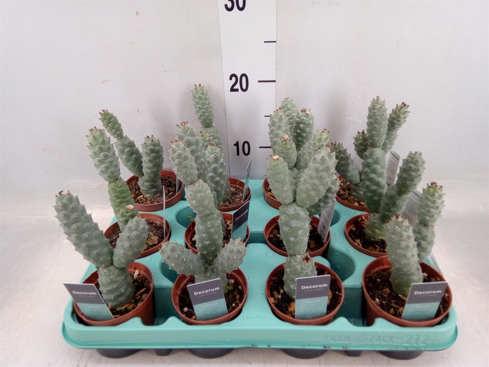 <h4>Tephrocactus articulatus</h4>