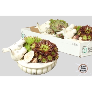 ARR SEMPERVIVUM