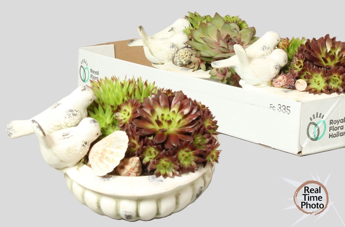 <h4>ARR SEMPERVIVUM</h4>