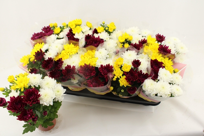 <h4>CHRYS GEM IN POT</h4>