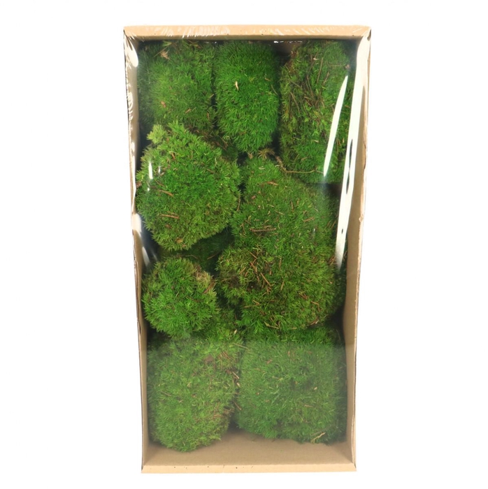 <h4>Preserved Mos 7-15cm x10</h4>