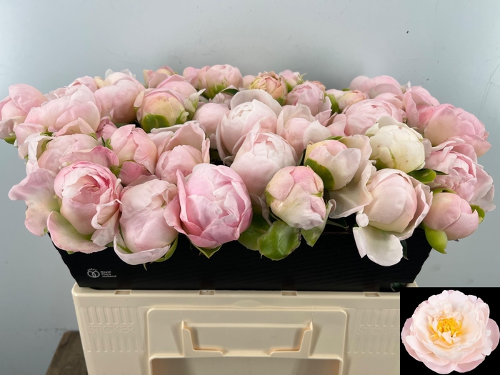 <h4>PAEO L MISS AMERICA</h4>