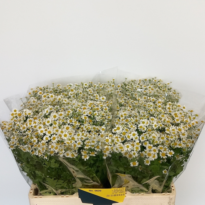 <h4>TANA PA SINGLE VEGMO</h4>