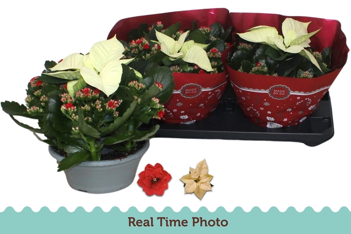 <h4>KAL GE DON JUSTINO</h4>