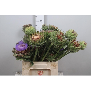 Cynara Sc Green Glob