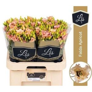 Eus E Falda Apricot