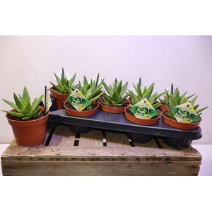 arr8 Aloe Perfoliata