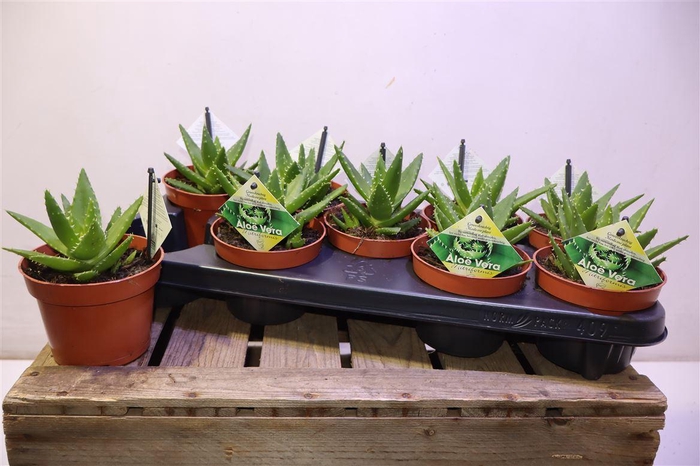 <h4>arr8 Aloe Perfoliata</h4>