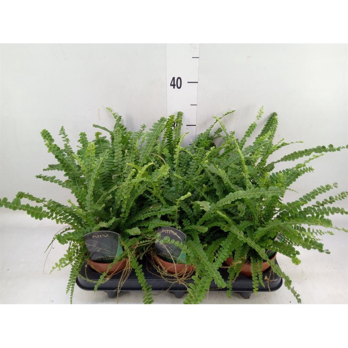 <h4>Nephrolepis cord. 'Duffii'</h4>