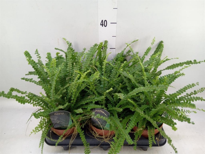 <h4>Nephrolepis cord. 'Duffii'</h4>