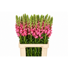 Antirrhinum Potomac Cherry Rose
