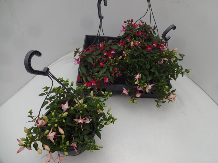 <h4>FUCHSIA GEM</h4>