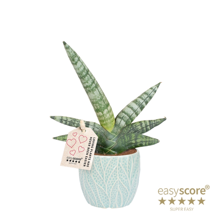 SANSEVIERIA BONCELLENSIS P7 LEAF OCEAN BONC