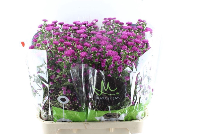 <h4>Aster Flash</h4>