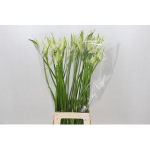 Nerine Bo Like A Virgin Artistiek