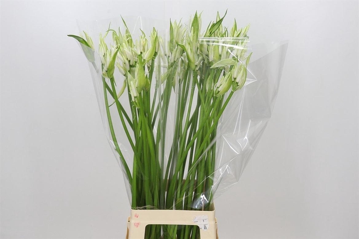 <h4>Nerine Bo Like A Virgin Artistiek</h4>