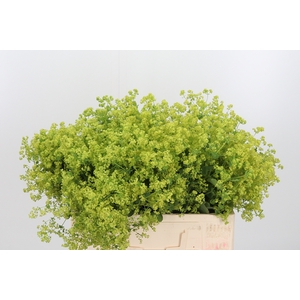 Alchimella Robusta Extra
