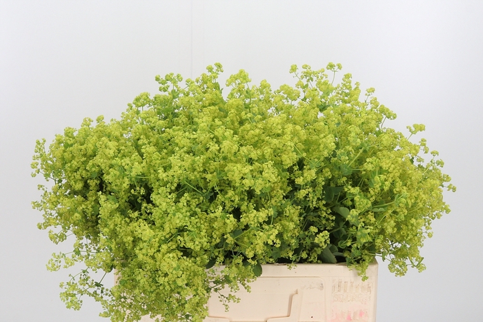 <h4>Alchimella Robusta Extra</h4>