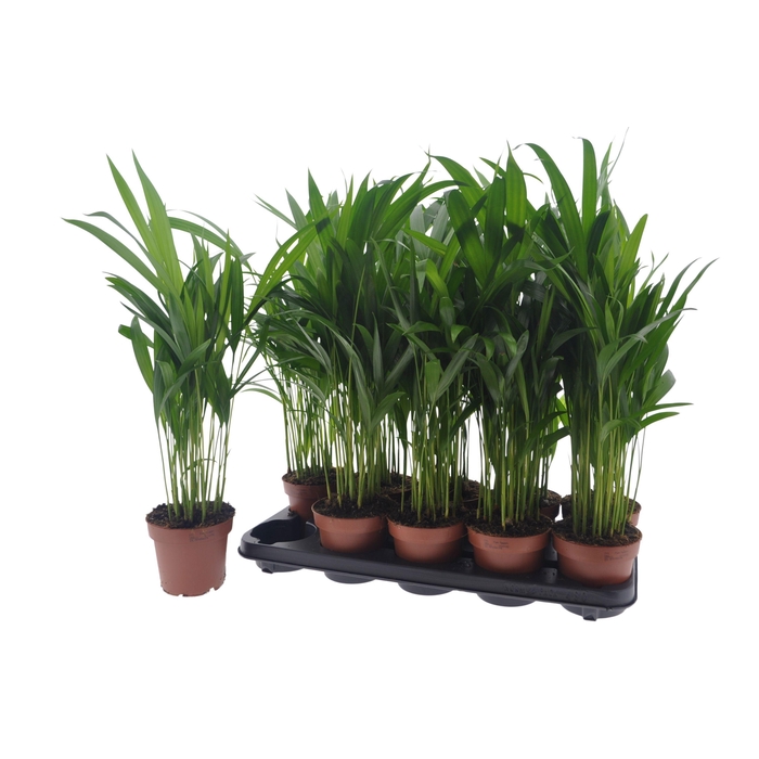 <h4>Areca lutescens 12Ø 50cm 15pp</h4>