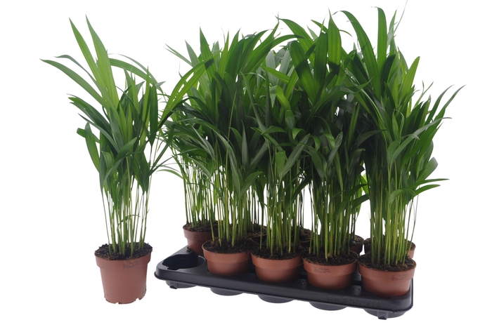 Areca lutescens 12Ø 50cm 15pp