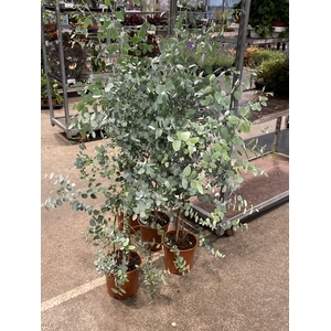 Eucalyptus gunnii 'Blue Ice'  XL