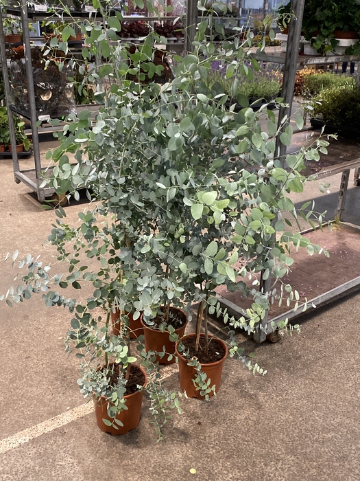 <h4>Eucalyptus gunnii 'Blue Ice'  XL</h4>