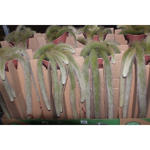 CACTUS RABO DE MACACO C18 PENDENTE