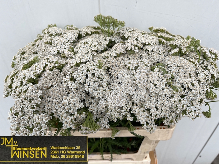 <h4>ACHIL M WHITE BEAUTY</h4>