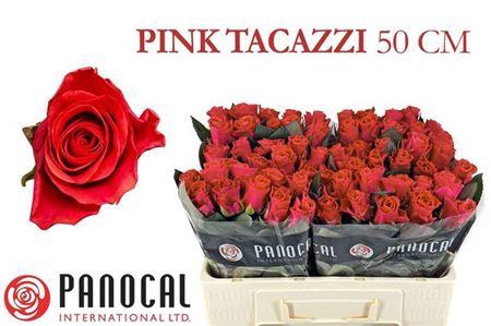 <h4>R Gr Pink Tacazzi+</h4>