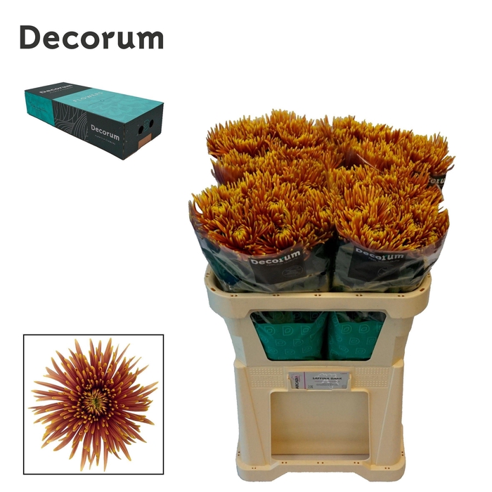 <h4>Chr G Saffina Dark</h4>