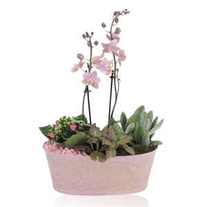 Collectie Culture Romance Phalaenopsis Arrangement in Zinken Schaal Ovaal 26 cm