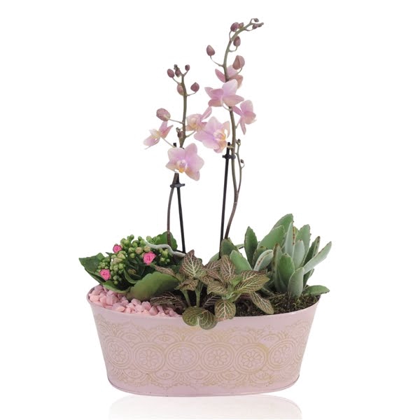 <h4>Collectie Culture Romance Phalaenopsis Arrangement in Zinken Schaal Ovaal 26 cm</h4>