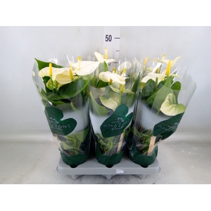 Anthurium andr. 'Samora'