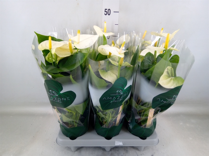 <h4>Anthurium andr. 'Samora'</h4>