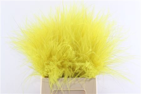 <h4>Dried Stypha Penata Yellow Bunch</h4>