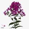 PHLOX MISS MOLLY