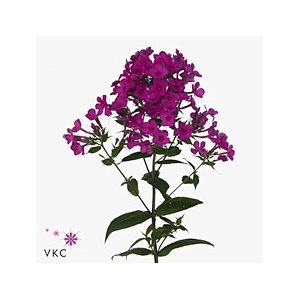PHLOX P MISS MOLLY