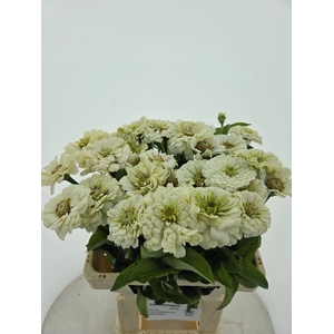 ZINNIA ELEGANS