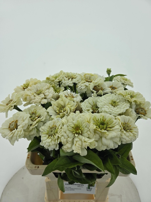 <h4>ZINNIA ELEGANS</h4>