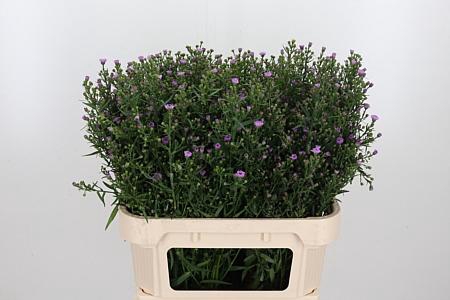 <h4>AST PAINTED LADY</h4>