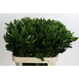 RUSCUS HYPOPHYLLUM