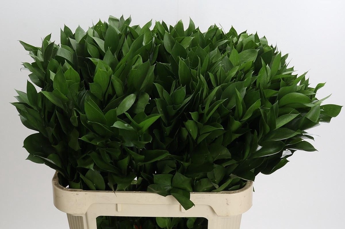 <h4>RUSCUS HYPOPHYLLUM</h4>