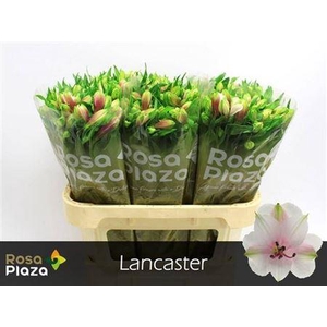 Alstroemeria Lancaster