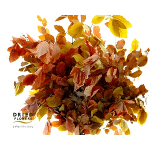 Faggio Preserved Autumn (beech,beuk)