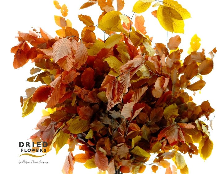 <h4>Faggio Preserved Autumn (beech,beuk)</h4>